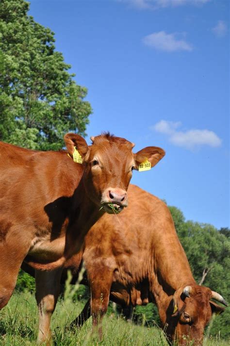 Top 10 Most Popular Cattle Breeds In The United States Agdaily