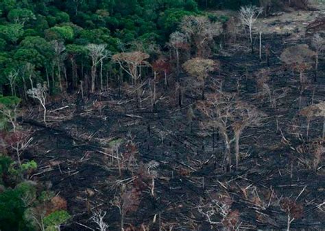 Deforestación en la Amazonia brasileña alcanza cifra récord TN8 tv