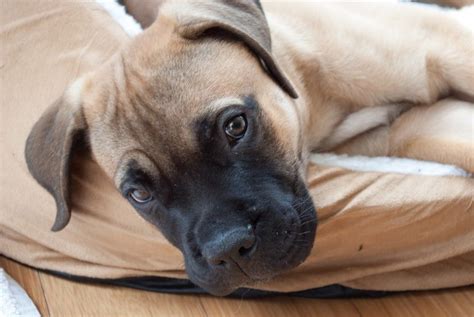 Gevaarlijke Hondenrassen Bestaan Niet De Nieuwe Hond