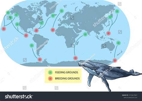 Fish Migration Map Over 9 Royalty Free Licensable Stock Vectors