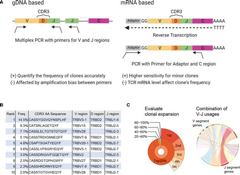 Frontiers Revealing Clonal Responses Of Tumor Reactive T Cells Through T Cell Receptor