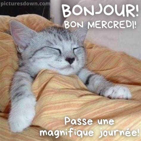 Photo Humour Bon Mercredi Chat Au Lit Picturesdown