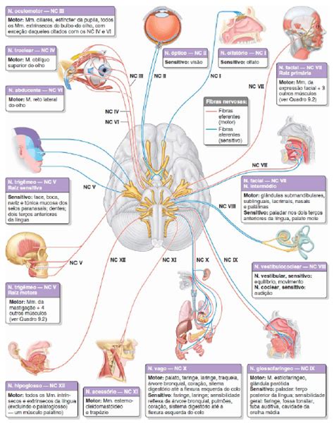 Pares De Nervos Cranianos Anatomia Papel E Caneta Cranial Nerves