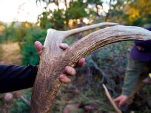 Arizona Guided Trophy Elk Hunts Big Chino Outfitters