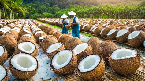 How To Produce Millions Product Of Coconuts Coir Cocopeat Coconut Cream Coconut Flour Factory