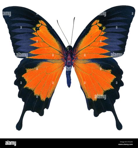 Blue and orange butterfly hi-res stock photography and images - Alamy