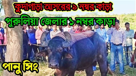 কুদাগাড়া আসরের ১ নম্বর পানু সিং কাড়া লড়াই Kara Lorai Youtube