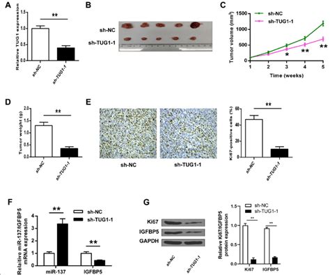 TUG1 Knockdown Inhibited The Tumorigenesis Of HemECs In Vivo A TUG1