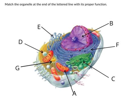 Solved synthesize phospholipids for the cell membrane | Chegg.com