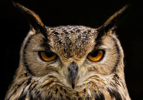 Being a 'night owl' is associated with mental sharpness, study finds