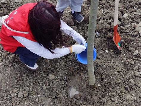 挥锹铲土、提壶浇水，武汉这群大学生为城市增添一抹绿 极目新闻