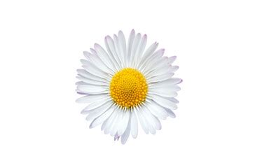 50+ Free White Daisy Background | Free HD Downloads - Pikwizard