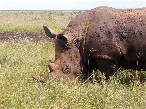 Nairobi National Park Half Day Game Drive Getyourguide