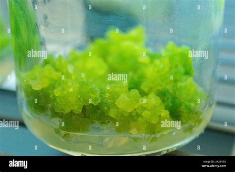 plant callus tissue culture biology science  plant regeneration
