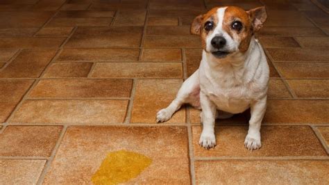 Cansado De Que Perros Y Gatos Se Orinen En La Puerta De Tu Casa El