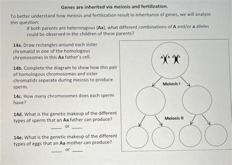 Solved Genes Are Inherited Via Meiosis And Fertilization To Chegg