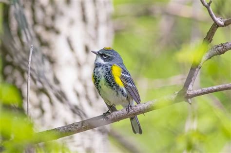 Birds In New Jersey: 26 Of The Most Famous Species