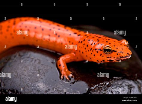 Salamandre Rouge Pseudotriton Ruber Photo Stock Alamy