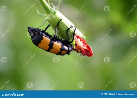 Yellow Banded Blister Beetle Mylabris Phalerata Feeding On Hibiscus