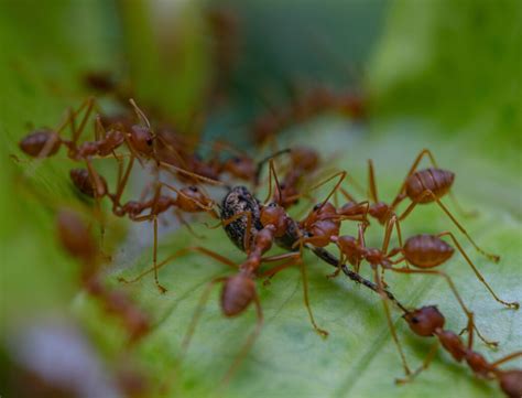 Fire Ants Odorous House Ants Carpenter Ants And Pavement Ants Whats The Difference