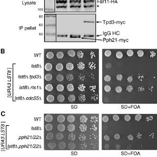 A Model For The Regulation Of TORC2 Signaling By The Far3 7 8 9 10 11