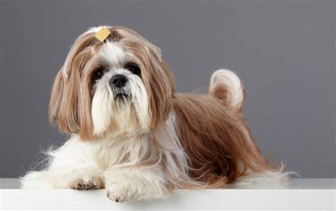 Shih Tzu Urokliwy Towarzysz Charakter Wady Cena I Pe Ny Opis Rasy