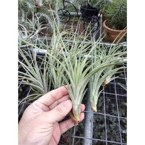 Air Plant Tillandsia Baileyi X Ionantha Mexico Hybrid Type Cm Below