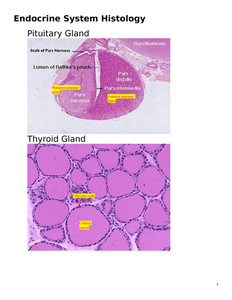 Endocrine Slides Handout Biol Endocrine System Histology