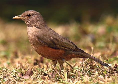 Thrush | Songbird, Migratory & Ground-Dwelling | Britannica