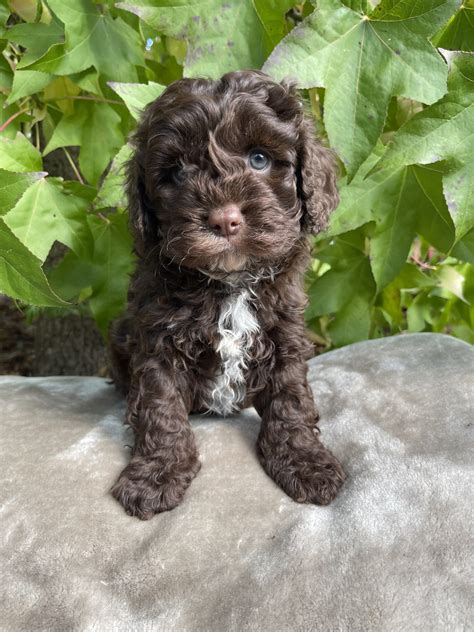 Cavoodle Puppies for Sale Melbourne, VIC | Designer K9 Breeders