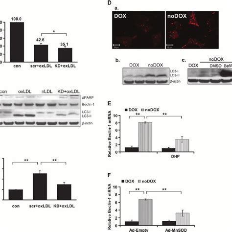 Cytotoxic Effect Of Oxldl A The Effect Of Oxldl And B Nldl On