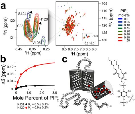 The PIRT Polybasic C Terminal Helix Binds PIP 2 A Overlay Of Eight