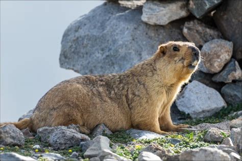 Long-tailed marmot (Marmota caudata), Ladakh, India : r/natureisbeautiful