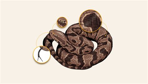 Worst Snake Bites In The World