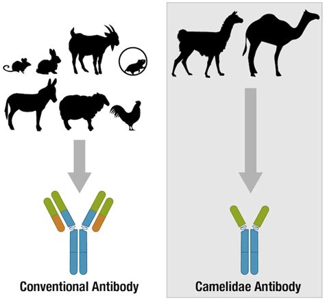 Antibody Essentials Part 1 Antibody Basics Cst Blog