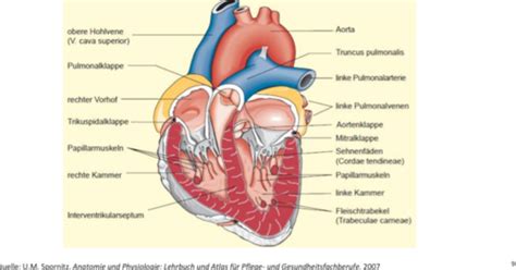 Herz Kreislaufsystem Flashcards Quizlet