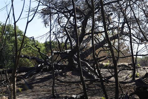 Nach Waldbrand So Sieht Es Im Nationalpark De Meinweg Jetzt Aus