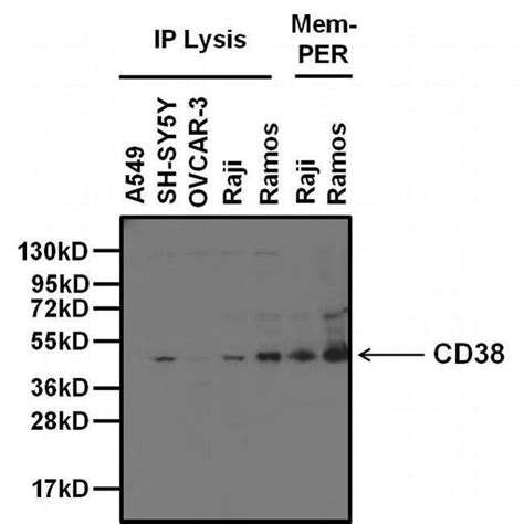 Goat Anti Mouse Igg H L Secondary Antibody Hrp Invitrogen Ml Hrp