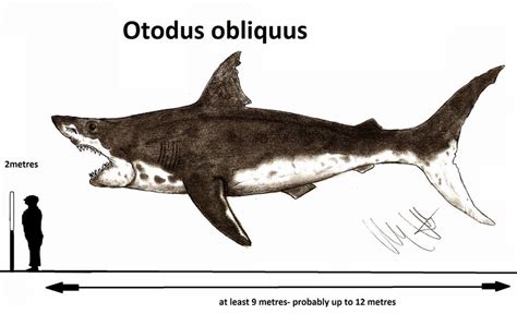 Otodus Obliquus By Teratophoneus On Deviantart Prehistoric Wildlife Megalodon Shark Art