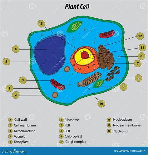 Plant Cell Labeled Vector Illustration Drawing | CartoonDealer.com ...