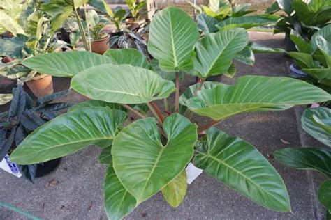 How To Care For Philodendron Imperial Green Garden Crafted