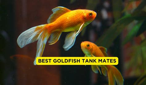 Best Goldfish Tank Mates With Pictures Fishtrivia