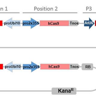 CRISPR/Cas9 binary vector targeting two loci simultaneously. Promoters ...