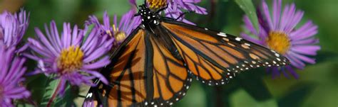 Nature Canada – Monarch playgrounds—create a butterfly garden!