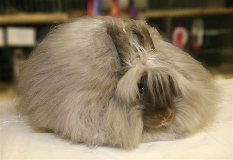 What To Look For In A Good Angora Rabbit Uk National Angora Rabbit Club