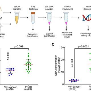 Isolation Of Extracellular Vesicles And Measurement Of Protein And