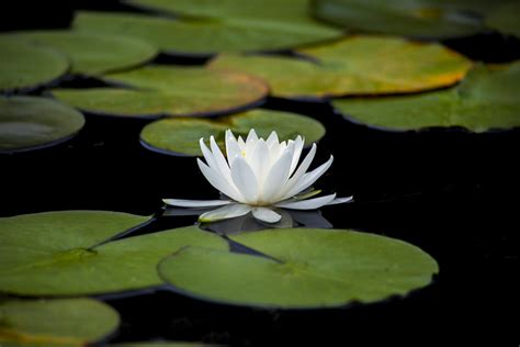 Lotus Lily Aquatic Free Photo On Pixabay