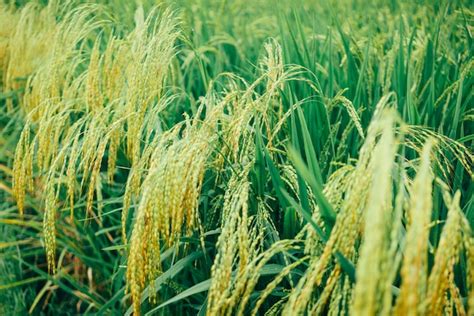 Cultivo De Arroz Guía Completa Desde La Siembra Hasta La Cosecha