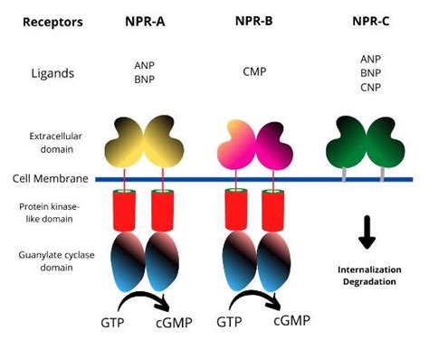 Representation of the three types of natriuretic peptide receptors... | Download Scientific Diagram