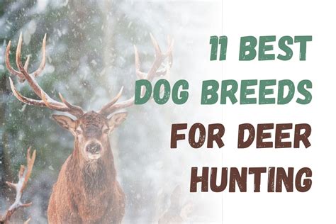 Top 7 Dog Breeds Ideal for Deer Hunting